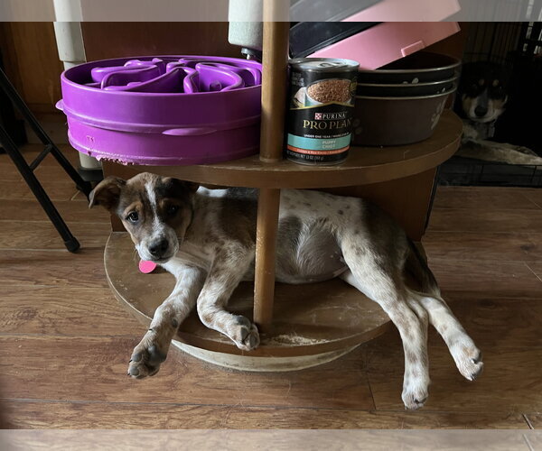 Medium Photo #2 Mutt Puppy For Sale in Garden City, NY, USA