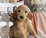 Puppy Ace Goldendoodle