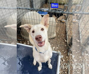 Boo - Male Mutt Dog for Adoption - Photo #7