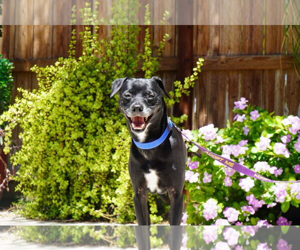 Medium Photo #5 Chihuahua-Unknown Mix Puppy For Sale in El Centro, CA, USA