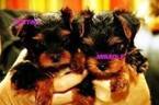 Small Photo #1 Australian Terrier Puppy For Sale in LOS ANGELES, CA, USA