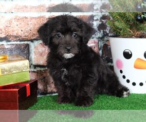 Yorkshire Terrier Puppy for sale in BEL AIR, MD, USA