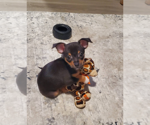 Chihuahua Puppy for sale in PLYMOUTH, MA, USA