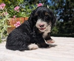 Small #4 Miniature Bernedoodle