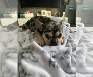 Mother of the French Bulldog puppies born on 03/04/2026