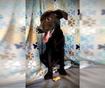 Small #4 Labrador Retriever Mix