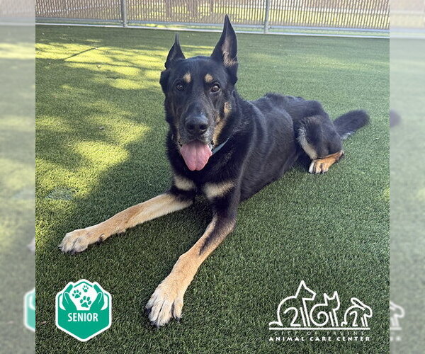 Medium Photo #1 German Shepherd Dog Puppy For Sale in Irvine, CA, USA