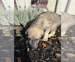 Litter of 3 - Female Irish WolfhoundLitter of Puppies for Sale - Photo #8