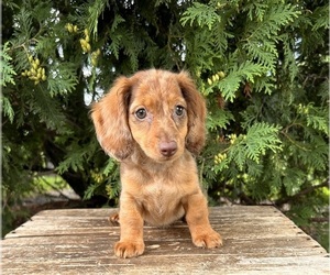 Dachshund Puppy for sale in MIDDLEBURY, IN, USA