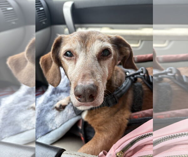 Medium Photo #1 Dachshund Puppy For Sale in Fruitland, SC, USA