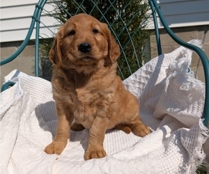 Medium Golden Retriever