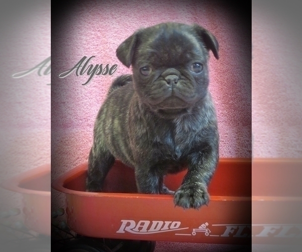 Medium Photo #2 Pug Puppy For Sale in ELVERSON, PA, USA