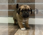 Puppy 4 Jug