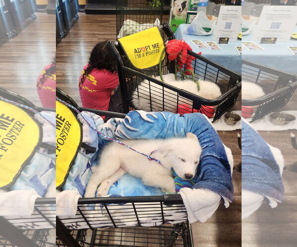 Medium Photo #1 Great Pyrenees-Unknown Mix Puppy For Sale in Dallas, TX, USA