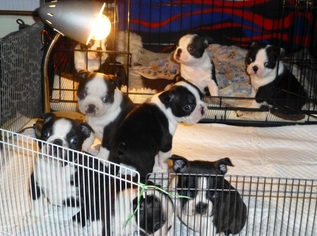 Boston Terrier Puppy for sale in HARTFORD, CT, USA