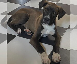 Mutt Dogs for adoption in Fenton, MO, USA