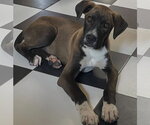 Small Mutt