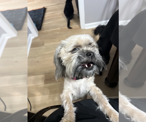 Medium Photo #1 Shih Tzu Puppy For Sale in CUMMING, GA, USA