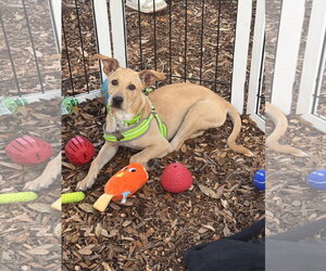 Labrador Retriever-Unknown Mix Dogs for adoption in Sanford, FL, USA