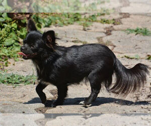 Mother of the Chihuahua puppies born on 04/21/2026