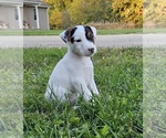 Small #10 Jack Russell Terrier