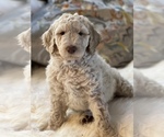 Small Photo #30 Goldendoodle Puppy For Sale in DAVIS, CA, USA