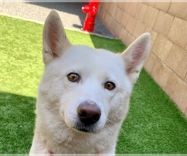 Medium Photo #2 Siberian Husky Puppy For Sale in Moreno Valley, CA, USA