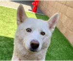 Small #1 Siberian Husky