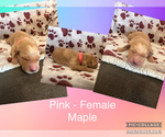 Puppy Maple Golden Retriever