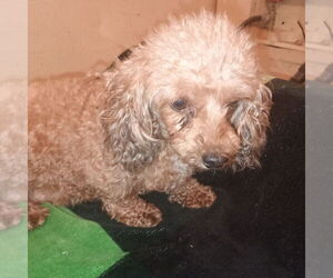 Poodle (Toy) Dogs for adoption in Bonifay, MO, USA