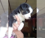 Small #2 Miniature Australian Shepherd