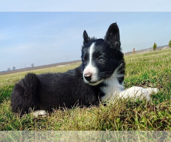 Medium Photo #7 Border Collie Puppy For Sale in NORBORNE, MO, USA