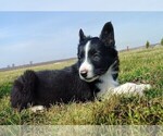 Small #6 Border Collie