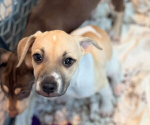 Sprig - Female Mutt Dog for Adoption - Photo #2