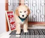 Small Photo #3 Goldendoodle (Miniature) Puppy For Sale in NAPLES, FL, USA