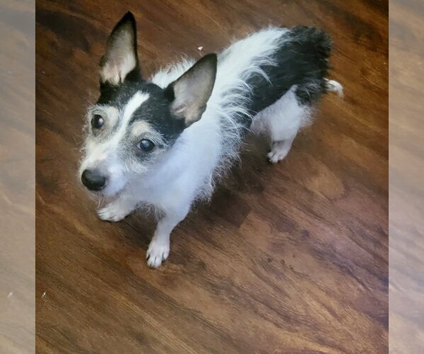 Medium Photo #2 Miniature Schnauzer-Unknown Mix Puppy For Sale in Alexandria, KY, USA