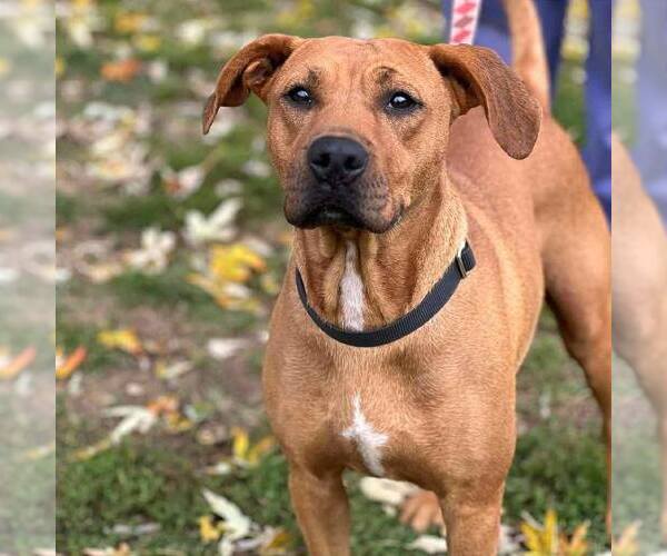 Medium Photo #2 Retriever -Unknown Mix Puppy For Sale in Martinsburg, WV, USA