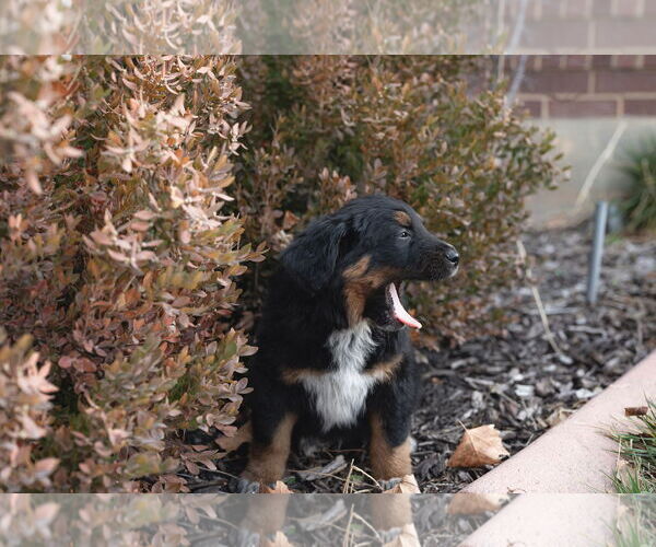 Medium Photo #8 Collie-Unknown Mix Puppy For Sale in Sandy, UT, USA