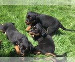 Small Photo #39 Rottweiler Puppy For Sale in OAK GLEN, CA, USA