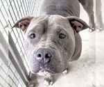 Small #1 American Pit Bull Terrier