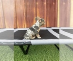 Small Photo #22 French Bulldog Puppy For Sale in OCEANSIDE, CA, USA
