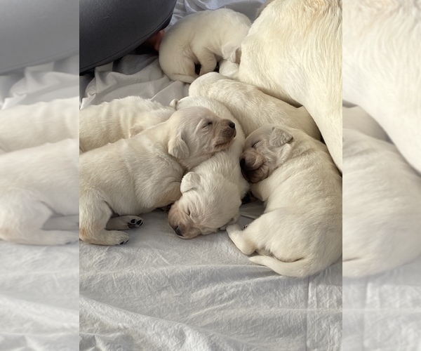 Medium Photo #4 Labrador Retriever Puppy For Sale in OSCEOLA, IN, USA
