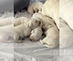 Small Photo #4 Labrador Retriever Puppy For Sale in OSCEOLA, IN, USA
