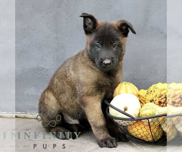 Medium Photo #4 Belgian Malinois Puppy For Sale in RONKS, PA, USA