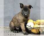 Remi - Male Belgian Malinois Puppy for Sale - Photo #4