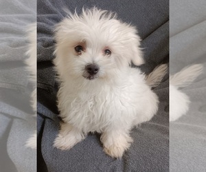 Maltese Puppy for sale in ADKINS, TX, USA
