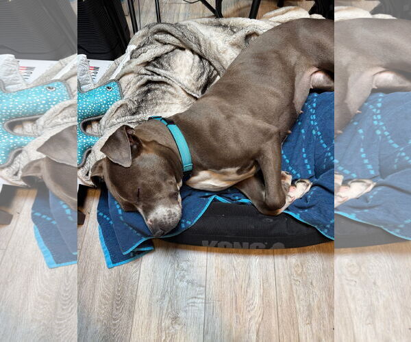 Medium Photo #7 American Pit Bull Terrier-Unknown Mix Puppy For Sale in Virginia Beach, VA, USA