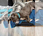 Small #6 American Pit Bull Terrier Mix