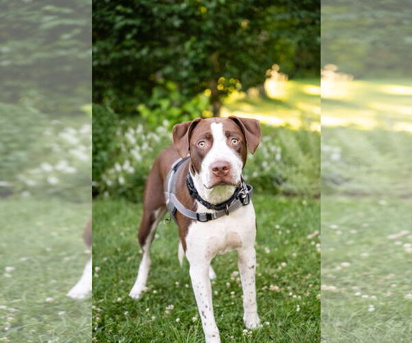 Medium Photo #5 American Pit Bull Terrier-Unknown Mix Puppy For Sale in Minneapolis, MN, USA