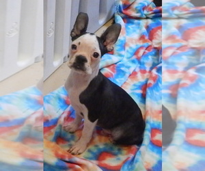 Boston Terrier Puppy for Sale in GILMER, Texas USA
